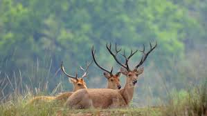 kanha-national-park-img
